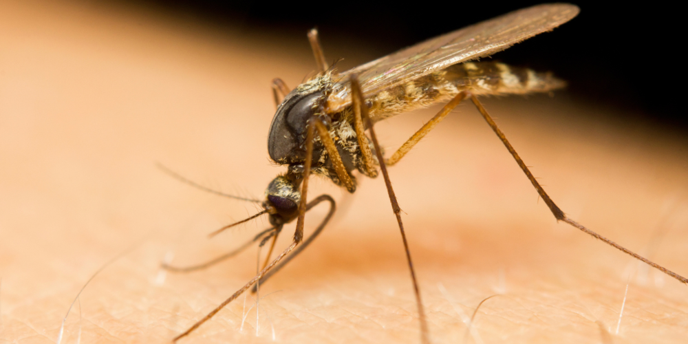 Mosquito on human skin